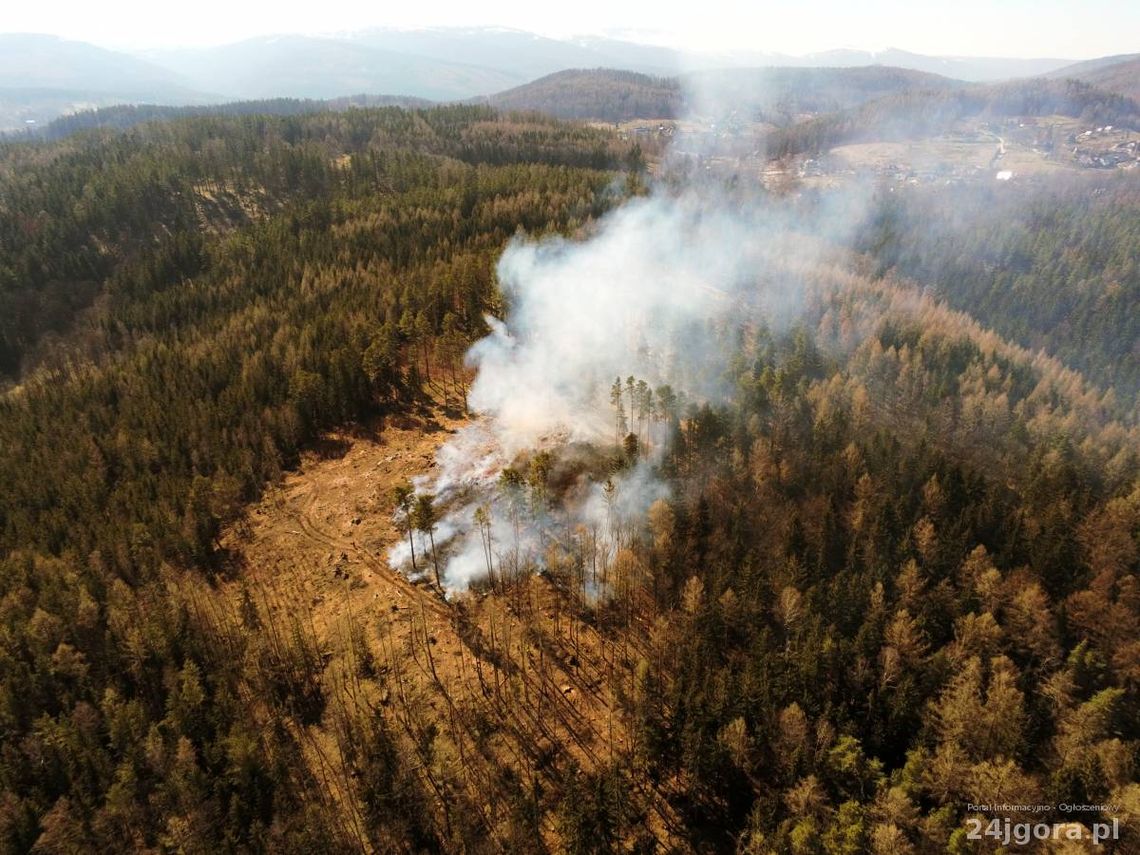 Pożar lasu w Podgórzynie