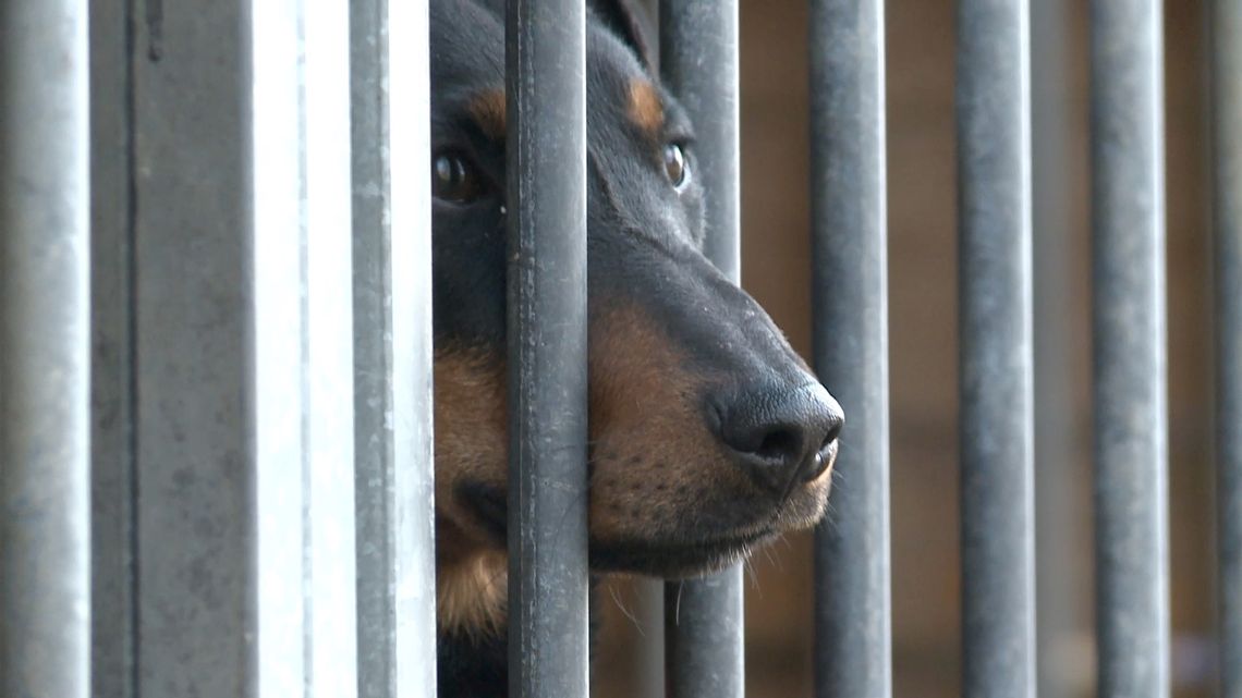 Zadbajmy o zwierzęta w noc sylwestrową Zadbajmy o zwierzęta w noc sylwestrową